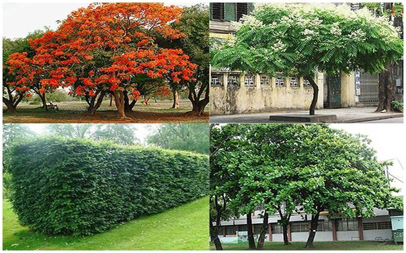 Địa Ốc Thuận Thiên